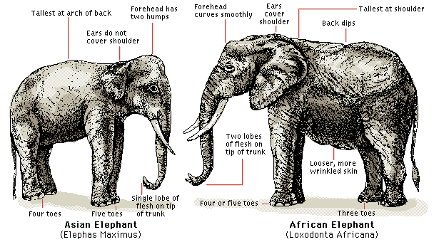 difference-between-indian-elephants-and-african-elephants