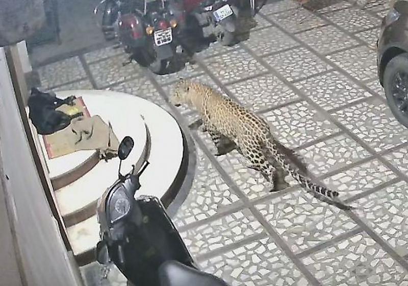 leopard-vstretil-agressivnoe-soprotivlenie-ot-sobaki-ne-pozhelavshei-stanovitsja-ego-obedom-foto-big