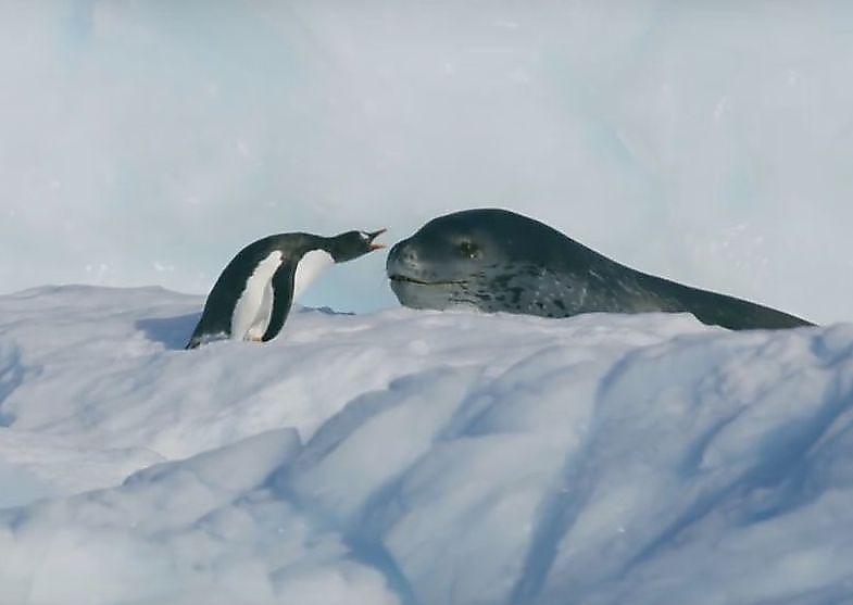 dramatichnuyu-pogonyu-morskogo-leoparda-za-pingvinom-snjali-britanskie-televizionschiki-foto-big