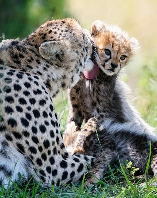 plodovitaja-samka-geparda-rodila-semeryh-detyonyshei-v-zapovednike-masai-mara-lenta-big (7)