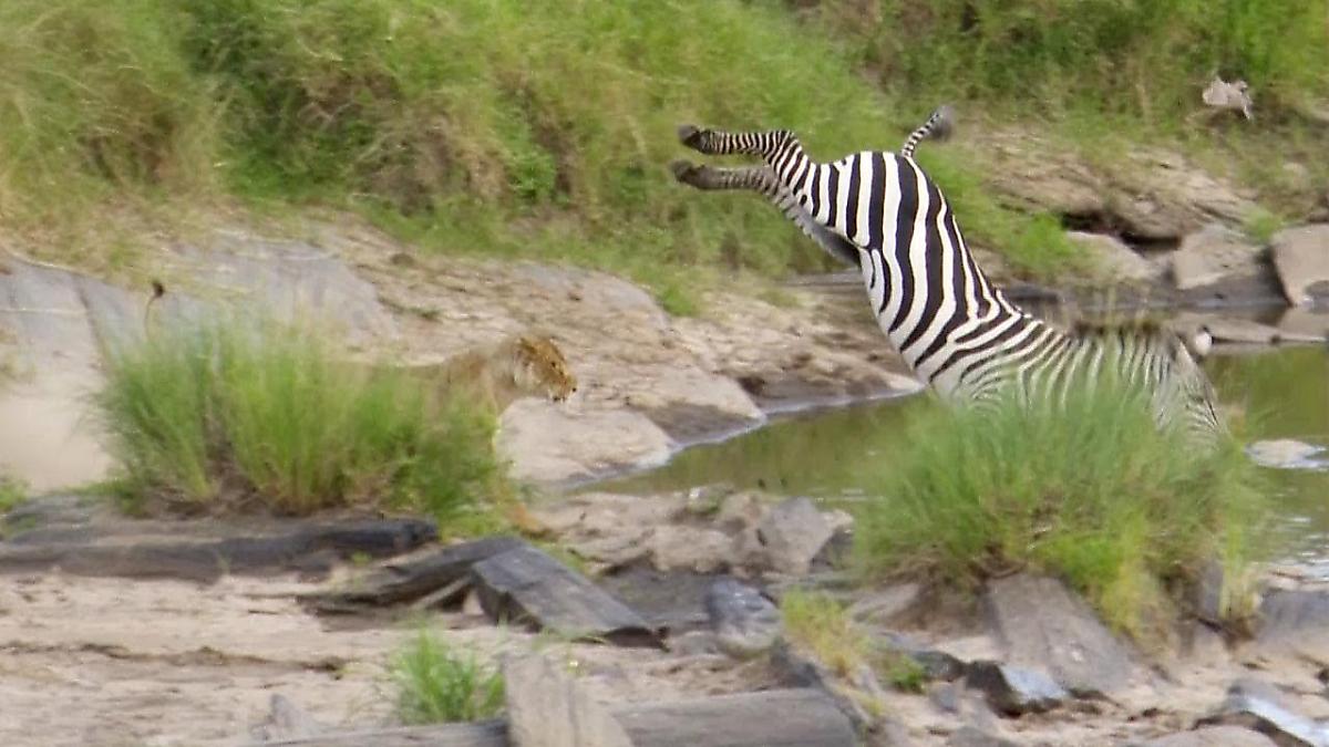 prytkaja-zebra-ostavila-lvicu-bez-obeda-na-glazah-u-turistov-v-kenii-foto3-big