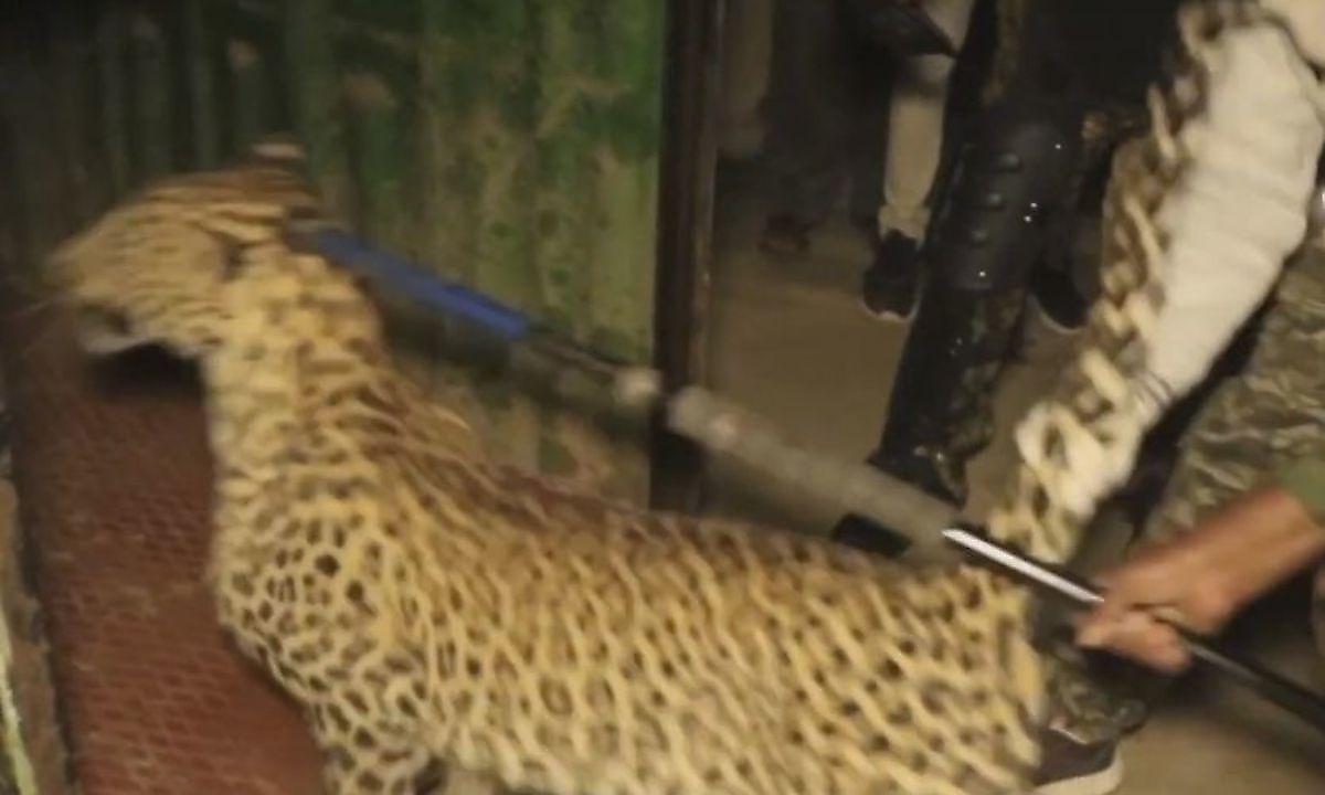leopard-gonjas-za-sobakoi-ugodil-v-plen-v-indiiskom-zhilische-foto2-big