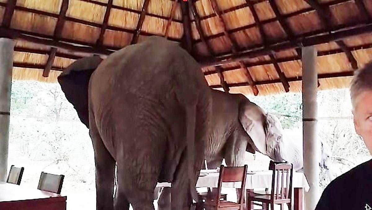 slony-besceremonno-prervali-zavtrak-turistov-v-afrikanskom-kafe-foto2-big