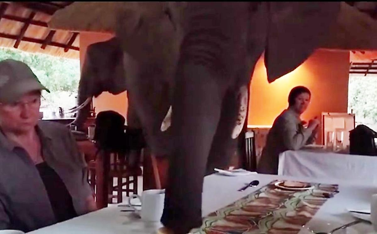 slony-besceremonno-prervali-zavtrak-turistov-v-afrikanskom-kafe-foto-big