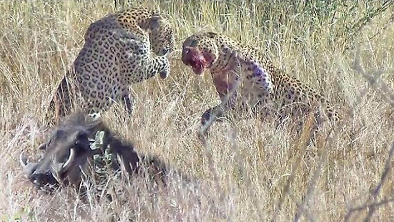 dva-leoparda-ne-podelili-borodavochnika-v-yuar-foto2-big