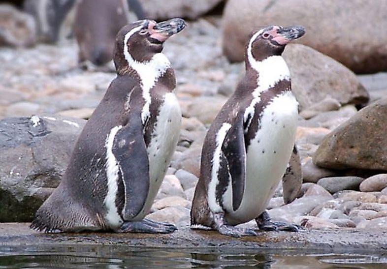 dvoe-pingvinov-lishivshis-jaica-unichtozhili-dvoih-soplemennikov-s-potomstvom-v-zooparke-drezdena-foto3-big