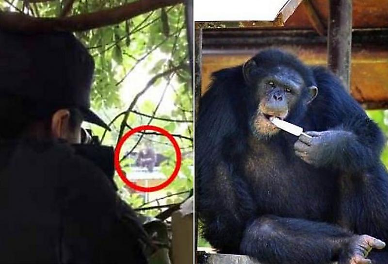 policeiskie-ispolzuja-snotvornoe-vernuli-sbezhavshego-shimpanze-v-kitaiskii-zoopark-foto-big