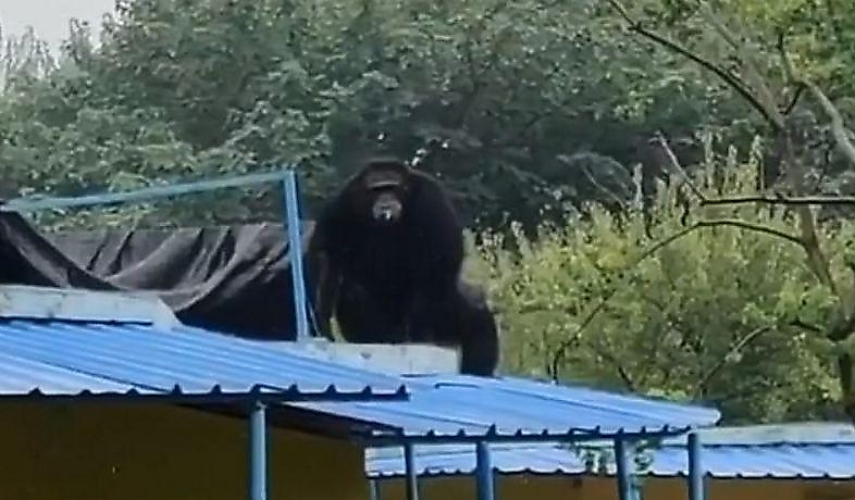 policeiskie-ispolzuja-snotvornoe-vernuli-sbezhavshego-shimpanze-v-kitaiskii-zoopark-foto2-big