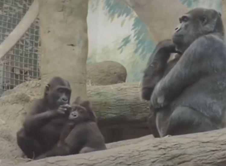 shimpanze-v-poze-myslitelja-pokorila-internet-foto-big