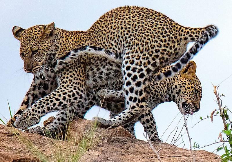 leopardy-akrobaty-prodemonstrirovali-svoi-sposobnosti-fotografu-v-kenii-foto2-big