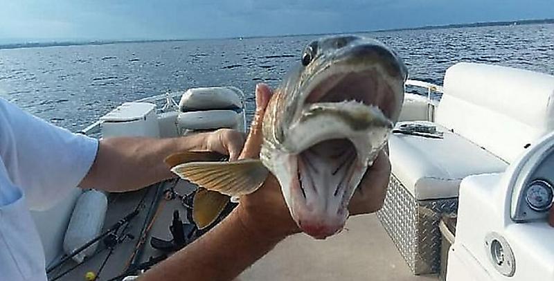 dvuhrotuyu-rybu-poimala-amerikanskaja-rybachka-foto2-big