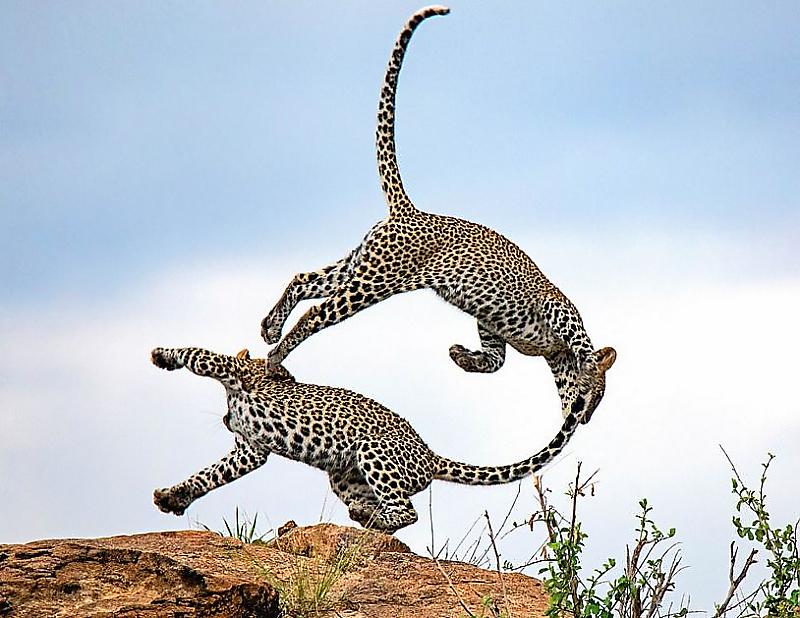 leopardy-akrobaty-prodemonstrirovali-svoi-sposobnosti-fotografu-v-kenii-foto-big