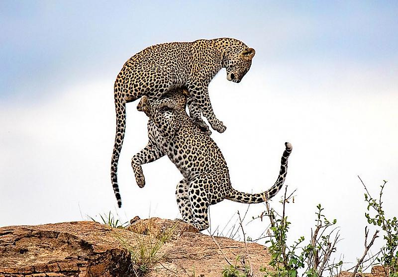 leopardy-akrobaty-prodemonstrirovali-svoi-sposobnosti-fotografu-v-kenii-foto1-big