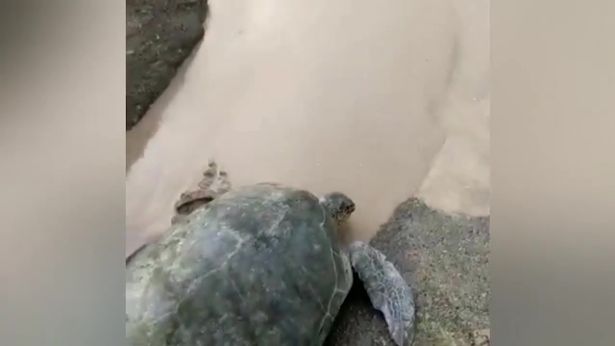 0_British-couple-save-turtle-pinned-between-two-giant-rocks-Trending-Twitter (1)