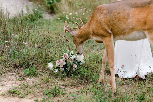 10092019-wedding-deer-9
