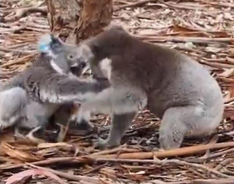 samec-koaly-trebuja-vzaimnosti-napal-na-vizglivuyu-samku-v-avstralii-foto-big
