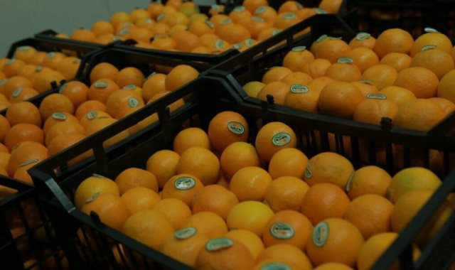 صادرات محصول البرتقال