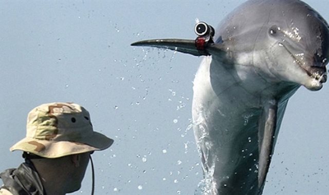 الدلافين المقاتلة