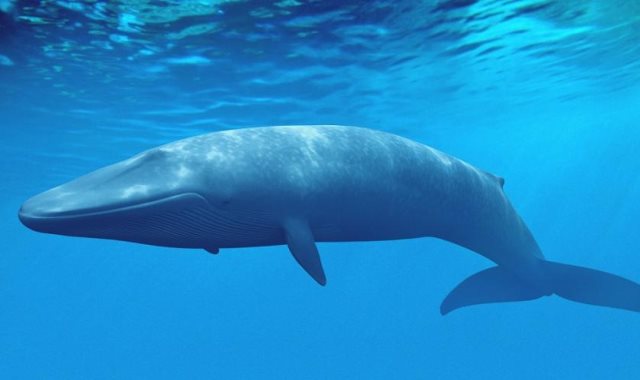 الحوت الازرق