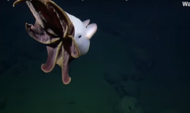  مخلوق أبيض غريب تحت الماء