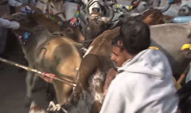 الأبقار تدهس الهندوس