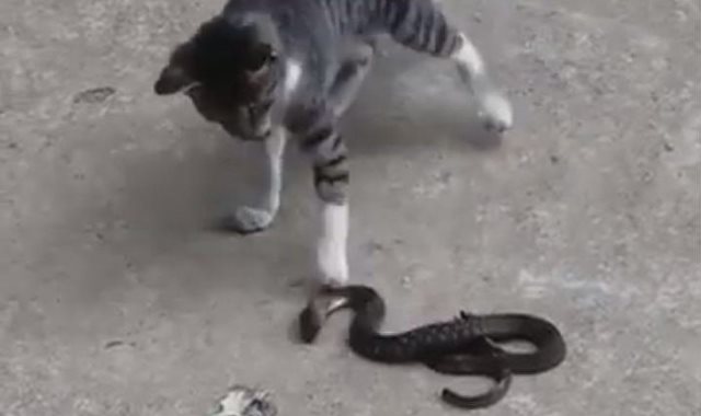  مواجهة شرسة بين قطة وثعبان