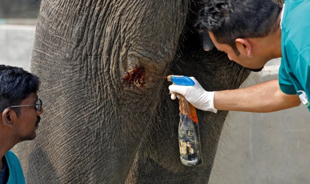 مستشفى لعلاج الفيلة بالهند