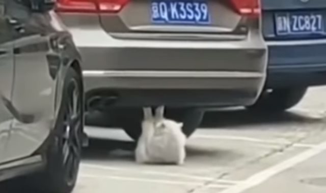  قط يمارس تمارين تحت سيارة