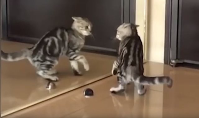 قط "يبحث عن نفسه" أمام المرآة