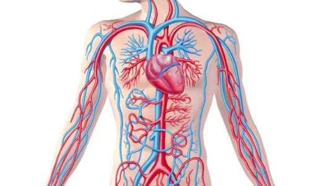  الأوعية الدموية