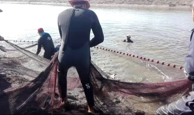 كيفية إخراج السمك من مزارع هيئة قناة السويس