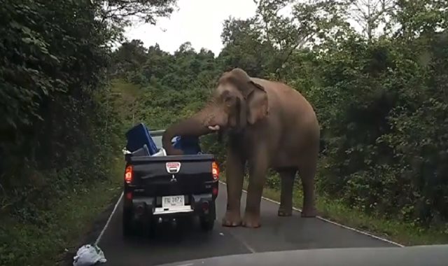  فيل كبير يهاجم سيارة