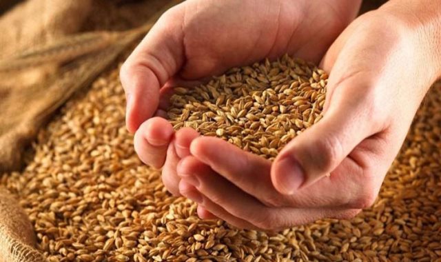 زيادة إنتاج القمح في مصر