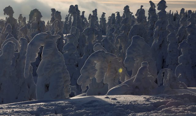 مشاهد رائعة رسمتها الثلوج على الأشجار في بولندا