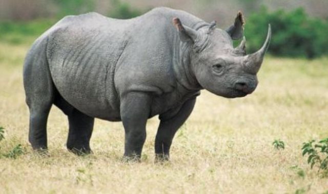 وحيد القرن - صورة أرشيفية