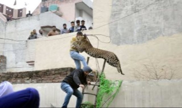 محاولة القبض على الفهد