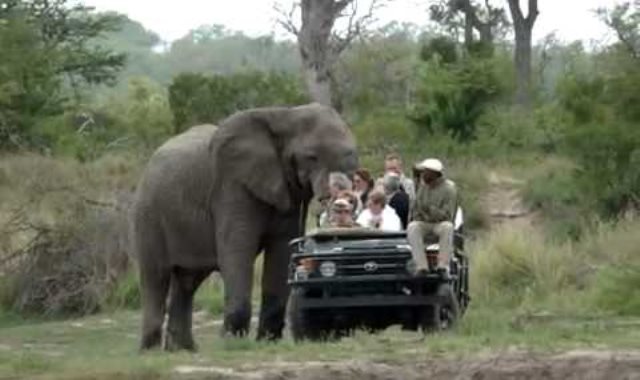 فيل يهاجم سياح