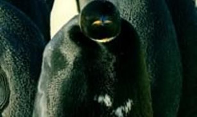 البطريق الأسود