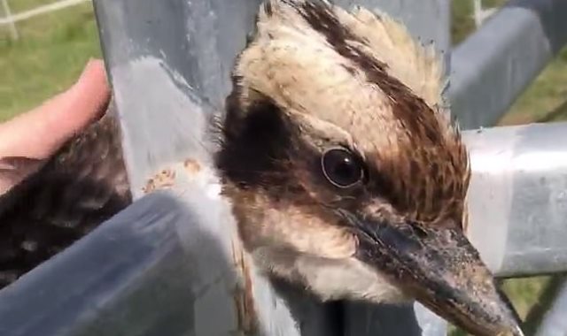  طائر  kookaburra