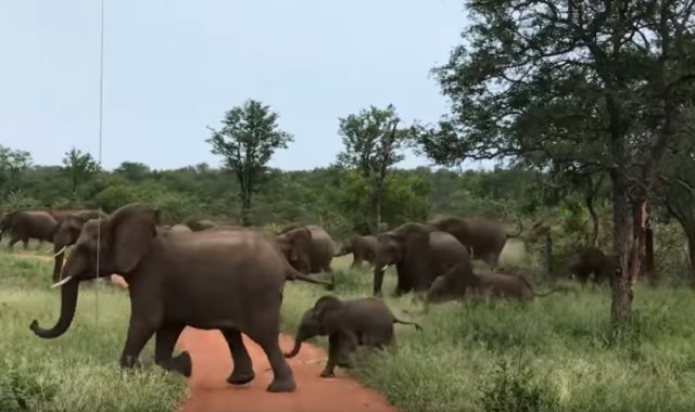 فيلة