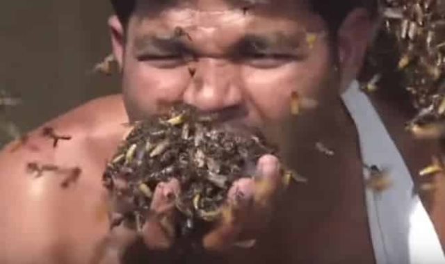 هندى يأكل النحل