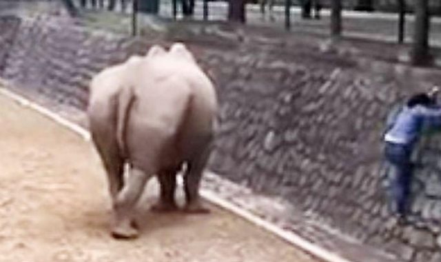 سيدة تقتحم قفص وحيد القرن لإعادة هاتفها