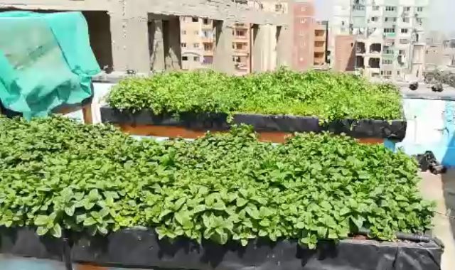 زراعة سطح ديوان مديرية القاهرة