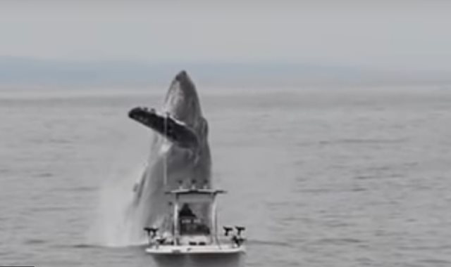 الحوت يقفز بجوار قارب الصيد