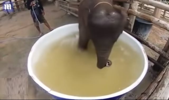 الفيل أثناء الاستحمام