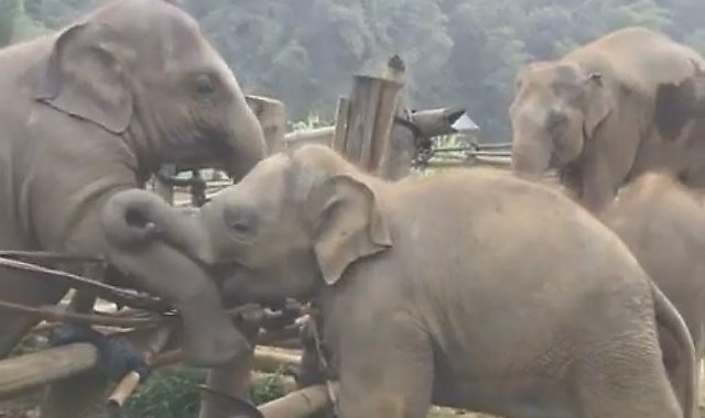 الفيل يساعد أخته