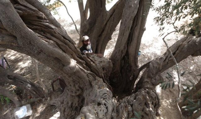 شجرة الزيتون الأقدم فى العالم بفلسطين