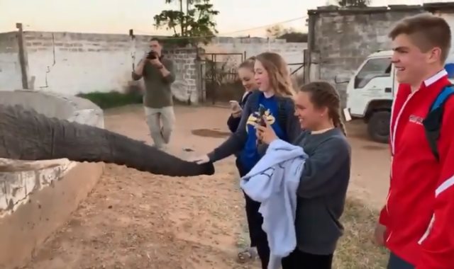 الفتيات يلعبن مع الفيل