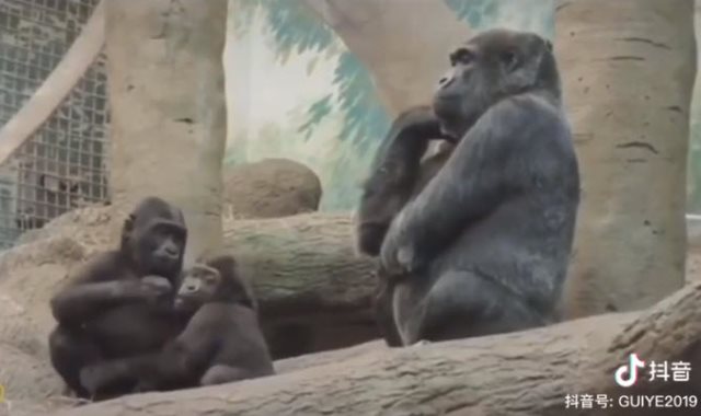 الشمبانزى يفكر