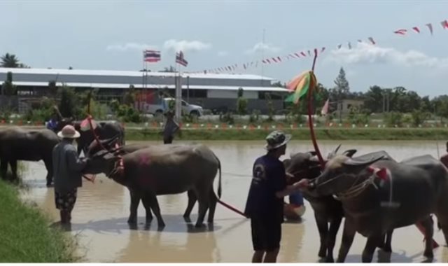 سباق الجواميس في تايلاند 